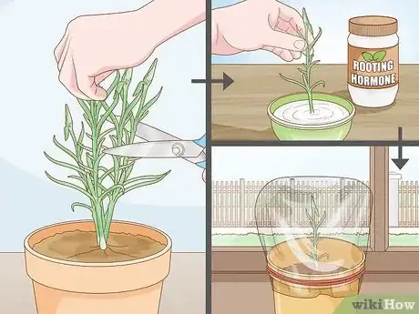 Imagen titulada Help Carnations Make a Comeback Step 7