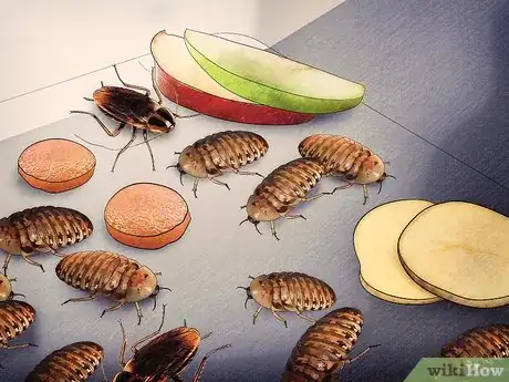 Imagen titulada Breed Feeder Roaches Step 12