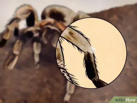 Imagen titulada Tell if Your Tarantula Is Molting Step 3