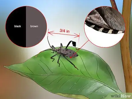 Imagen titulada Kill Leaf Footed Bugs Step 1