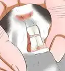 saber la edad de un conejo