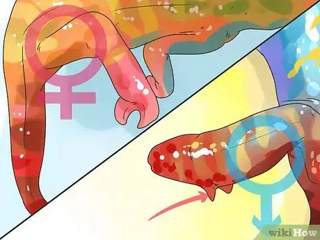 Imagen titulada Tell if a Chameleon Is Male or Female Step 6