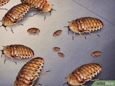 Imagen titulada Breed Feeder Roaches Step 16