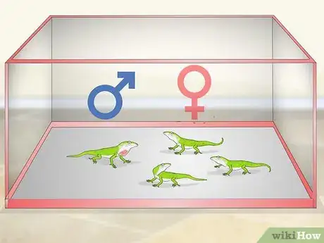 Imagen titulada Set up a Green Anole Tank Step 2