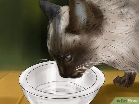 Imagen titulada Care for Siamese Kittens Step 4