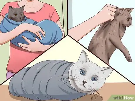 Imagen titulada Clean Your Cat When He Can't Do It Himself Step 4