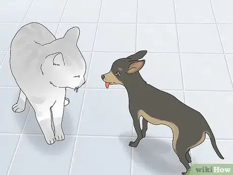 Imagen titulada Make a Cat and Dog Get Along Step 9