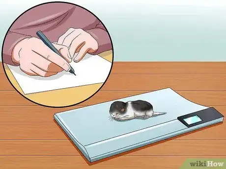 Imagen titulada Care for a Stray Kitten Step 11