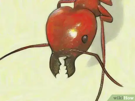 Imagen titulada Identify Ants Step 18