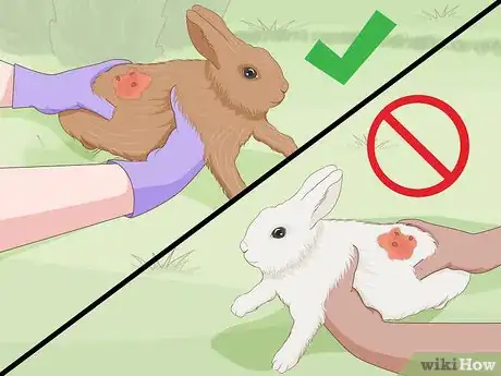 Imagen titulada Care for an Injured Rabbit Step 16