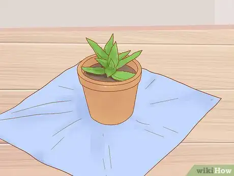 Imagen titulada Prevent Cats from Eating Plants Step 5