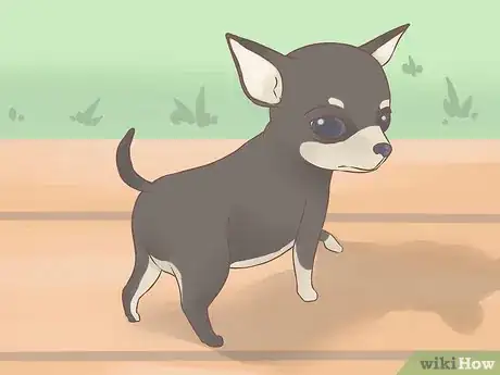 Imagen titulada Care for Your Chihuahua Puppy Step 5
