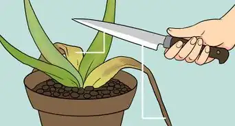revivir una planta de sábila