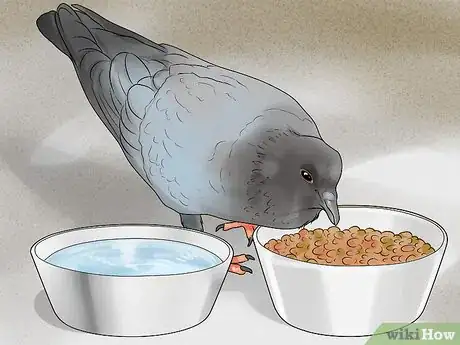 Imagen titulada Catch Pigeons Step 12