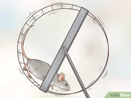 Imagen titulada Choose Between a Pet Mouse or Pet Rat Step 2