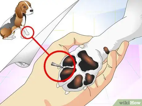 Imagen titulada Treat Dog Splinters Step 1
