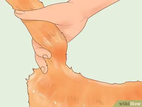 Imagen titulada Diagnose and Treat Stud Tail in Cats Step 1