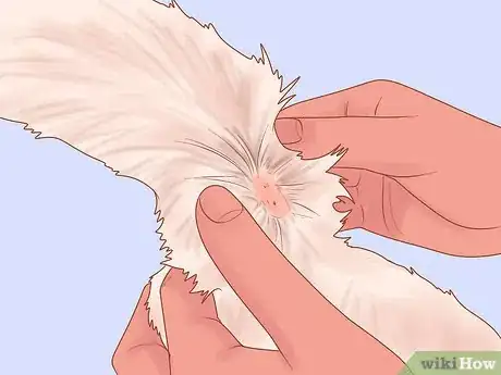 Imagen titulada Diagnose and Treat Stud Tail in Cats Step 4
