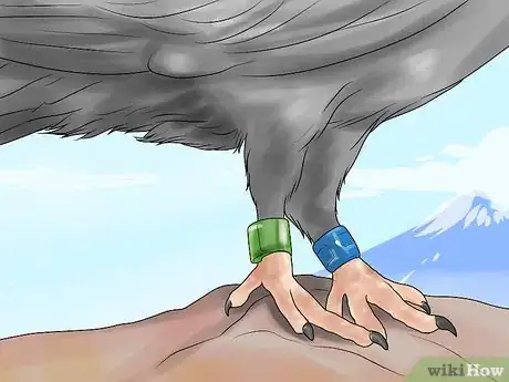 Imagen titulada Catch Pigeons Step 10