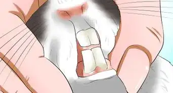 saber la edad de un conejo