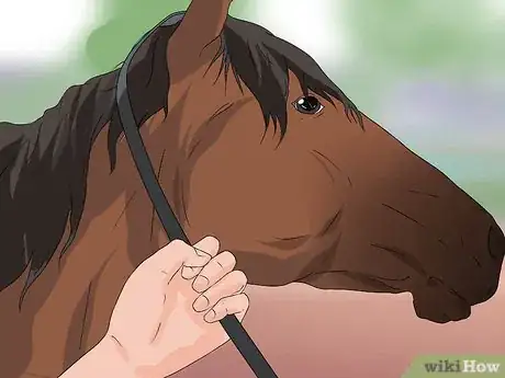 Imagen titulada Halter a Horse Step 7