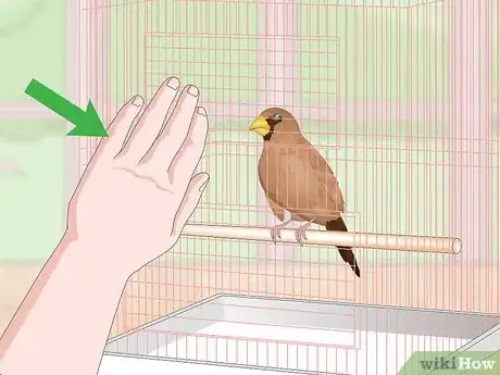 Imagen titulada Bond with Pet Finches Step 11