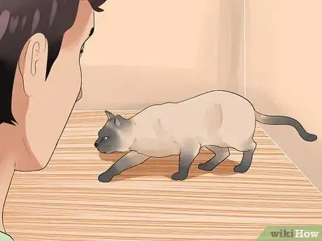 Imagen titulada Tell if Your Cat Is in Heat Step 5