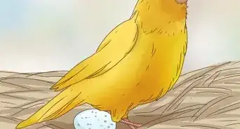 saber si un canario es macho o hembra