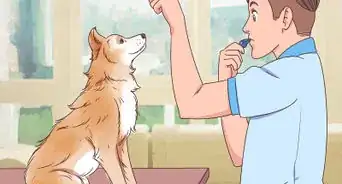 utilizar un silbato para perros
