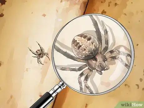 Imagen titulada Identify a Barn Spider Step 5