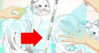 limpiar el pelaje de un gato