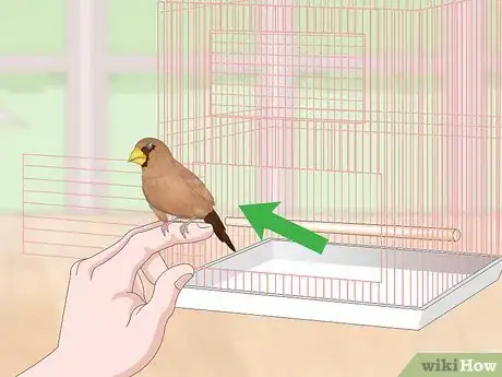 Imagen titulada Bond with Pet Finches Step 16