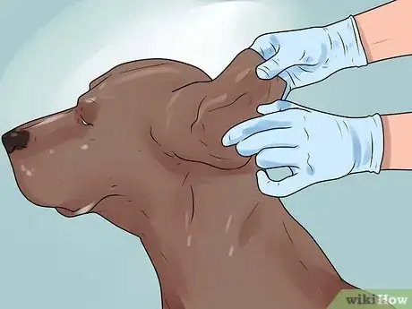 Imagen titulada Identify Mange on Dogs Step 8