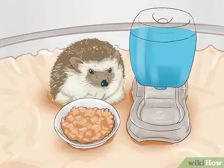 Imagen titulada Breed Hedgehogs Step 9