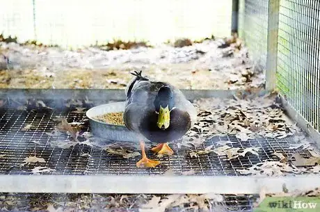 Imagen titulada Take Care of Ducks Step 7