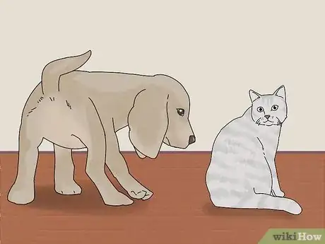 Imagen titulada Make a Cat and Dog Get Along Step 2