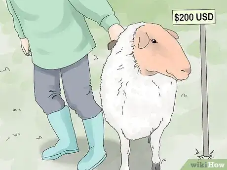 Imagen titulada Breed Sheep Step 4