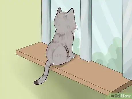 Imagen titulada Adopt a Kitten Step 8