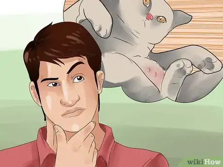 Imagen titulada Tell if Your Cat Is in Heat Step 9