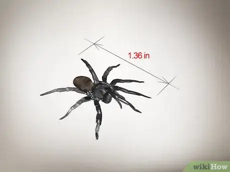 Imagen titulada Identify a Trapdoor Spider Step 1