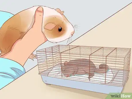 Imagen titulada Spot Signs of Illness in Chinchillas Step 7