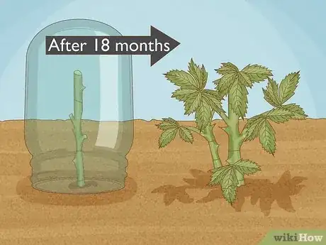 Imagen titulada Grow a Rose Bush from a Single Stem or Cutting Step 4