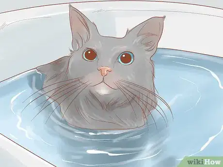 Imagen titulada Diagnose and Treat Stud Tail in Cats Step 13