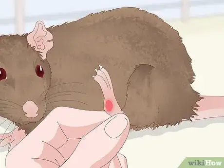 Imagen titulada Spot Signs of Illness in Rats Step 8
