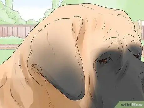 Imagen titulada Identify a Mastiff Step 3