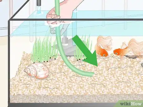 Imagen titulada Clean Fish Tank Rocks Step 8