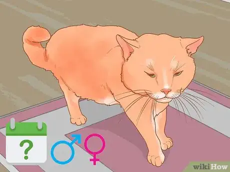 Imagen titulada Diagnose and Treat Stud Tail in Cats Step 2