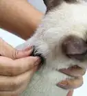 sostener a un gato por el cuello