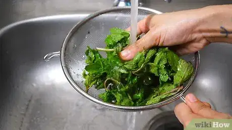Imagen titulada Keep Mint Leaves Fresh Step 1
