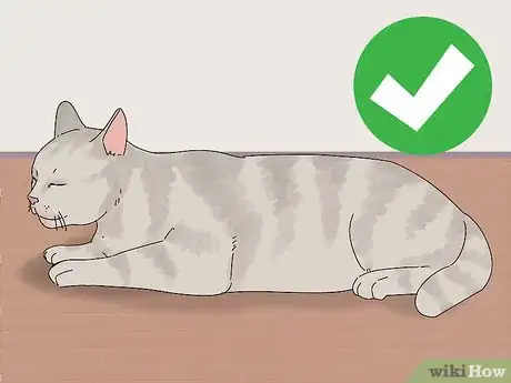 Imagen titulada Make a Cat and Dog Get Along Step 5